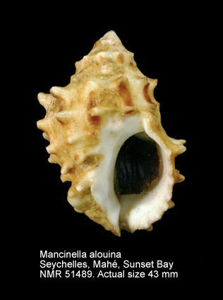 Mancinella alouina (2).jpg - Mancinella alouina(Röding,1798)